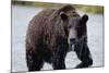 Brown Bear in Salmon Stream-Joe McDonald-Mounted Photographic Print