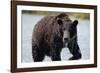 Brown Bear in Salmon Stream-Joe McDonald-Framed Photographic Print