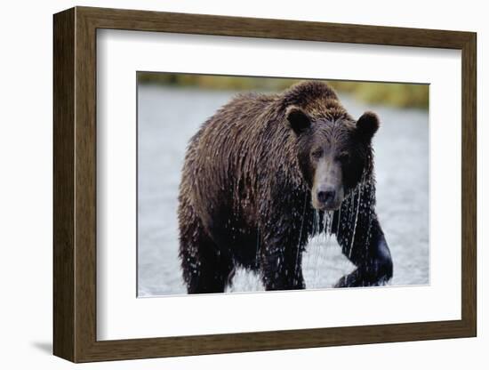 Brown Bear in Salmon Stream-Joe McDonald-Framed Photographic Print