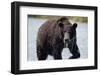 Brown Bear in Salmon Stream-Joe McDonald-Framed Photographic Print