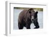 Brown Bear in Salmon Stream-Joe McDonald-Framed Photographic Print