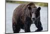 Brown Bear in Salmon Stream-Joe McDonald-Mounted Photographic Print