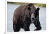 Brown Bear in Salmon Stream-Joe McDonald-Framed Photographic Print