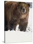 Brown Bear in Snow, North America-Murray Louise-Stretched Canvas