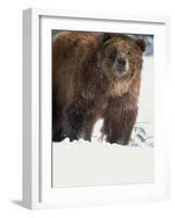 Brown Bear in Snow, North America-Murray Louise-Framed Photographic Print