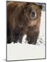 Brown Bear in Snow, North America-Murray Louise-Mounted Photographic Print
