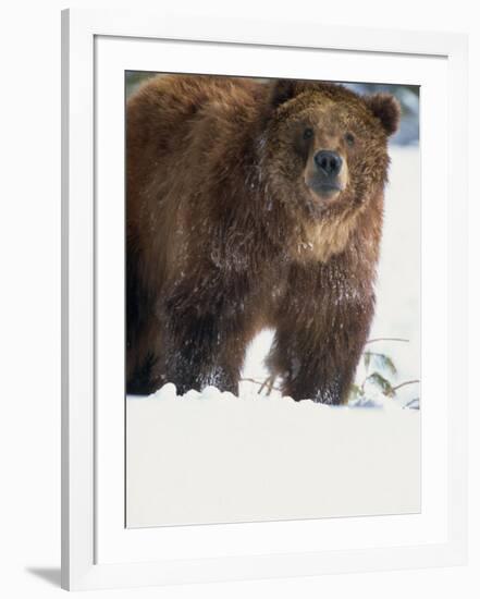 Brown Bear in Snow, North America-Murray Louise-Framed Photographic Print