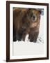 Brown Bear in Snow, North America-Murray Louise-Framed Photographic Print
