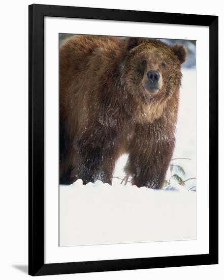 Brown Bear in Snow, North America-Murray Louise-Framed Photographic Print