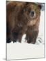 Brown Bear in Snow, North America-Murray Louise-Mounted Photographic Print