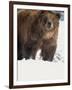 Brown Bear in Snow, North America-Murray Louise-Framed Photographic Print