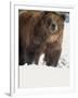 Brown Bear in Snow, North America-Murray Louise-Framed Photographic Print