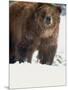 Brown Bear in Snow, North America-Murray Louise-Mounted Photographic Print