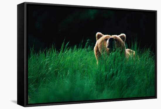 Brown Bear in Tall Grass-null-Framed Stretched Canvas