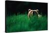Brown Bear in Tall Grass-null-Stretched Canvas
