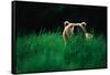 Brown Bear in Tall Grass-null-Framed Stretched Canvas