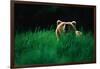 Brown Bear in Tall Grass-null-Framed Photographic Print