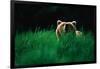 Brown Bear in Tall Grass-null-Framed Photographic Print