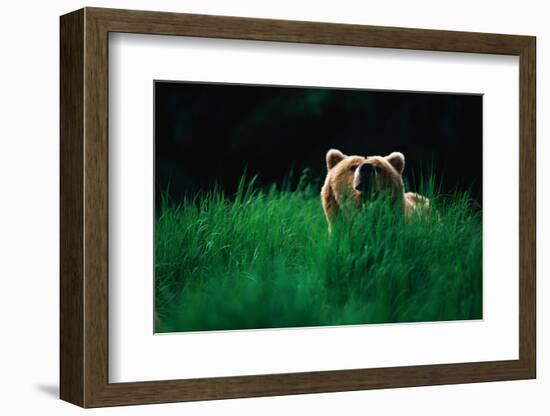 Brown Bear in Tall Grass-null-Framed Photographic Print