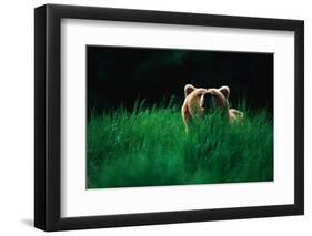 Brown Bear in Tall Grass-null-Framed Photographic Print