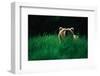 Brown Bear in Tall Grass-null-Framed Photographic Print