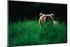 Brown Bear in Tall Grass-null-Mounted Photographic Print