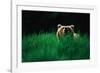 Brown Bear in Tall Grass-null-Framed Photographic Print