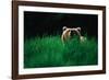 Brown Bear in Tall Grass-null-Framed Photographic Print