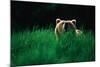 Brown Bear in Tall Grass-null-Mounted Photographic Print