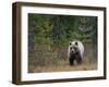 Brown Bear in the Finish Autumn Forest, Finland-Christian Zappel-Framed Photographic Print