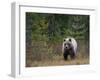 Brown Bear in the Finish Autumn Forest, Finland-Christian Zappel-Framed Photographic Print