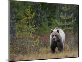 Brown Bear in the Finish Autumn Forest, Finland-Christian Zappel-Mounted Photographic Print