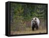 Brown Bear in the Finish Autumn Forest, Finland-Christian Zappel-Framed Stretched Canvas