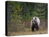 Brown Bear in the Finish Autumn Forest, Finland-Christian Zappel-Stretched Canvas