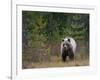 Brown Bear in the Finish Autumn Forest, Finland-Christian Zappel-Framed Photographic Print