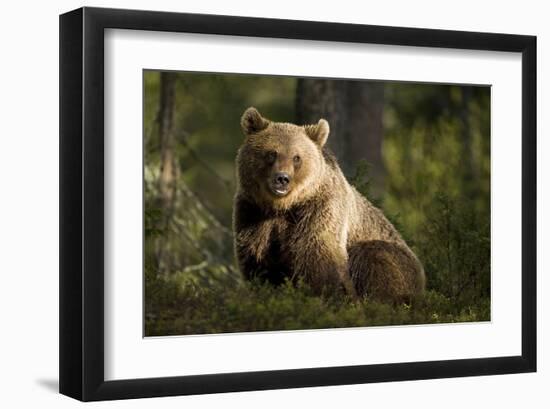 Brown Bear in the Forest-null-Framed Art Print