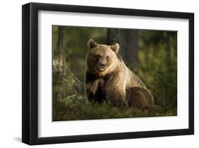 Brown Bear in the Forest-null-Framed Art Print