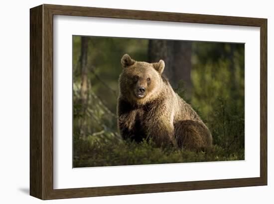 Brown Bear in the Forest-null-Framed Art Print