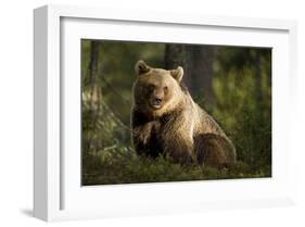 Brown Bear in the Forest-null-Framed Art Print