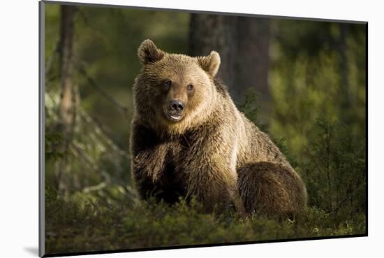 Brown Bear in the Forest-null-Mounted Art Print