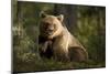 Brown Bear in the Forest-null-Mounted Art Print