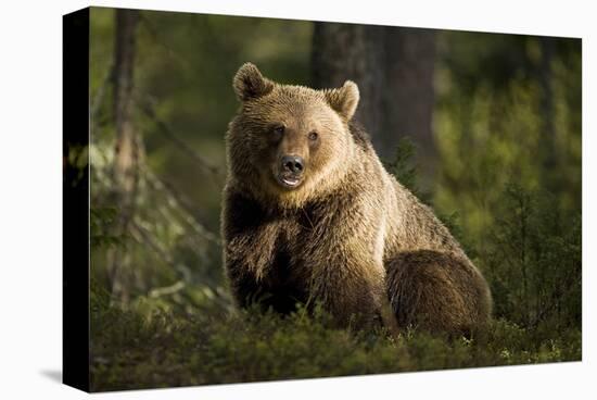 Brown Bear in the Forest-null-Stretched Canvas