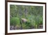 Brown Bear in the grass by Brooks River, Katmai National Park, Alaska, USA-Keren Su-Framed Photographic Print