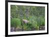 Brown Bear in the grass by Brooks River, Katmai National Park, Alaska, USA-Keren Su-Framed Photographic Print