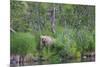 Brown Bear in the grass by Brooks River, Katmai National Park, Alaska, USA-Keren Su-Mounted Photographic Print