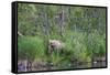 Brown Bear in the grass by Brooks River, Katmai National Park, Alaska, USA-Keren Su-Framed Stretched Canvas