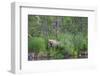 Brown Bear in the grass by Brooks River, Katmai National Park, Alaska, USA-Keren Su-Framed Photographic Print