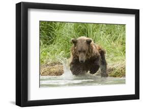 Brown Bear Jumping-MaryAnn McDonald-Framed Photographic Print
