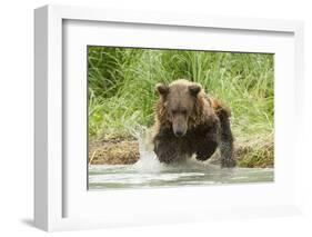 Brown Bear Jumping-MaryAnn McDonald-Framed Photographic Print