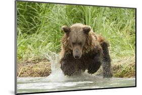 Brown Bear Jumping-MaryAnn McDonald-Mounted Photographic Print